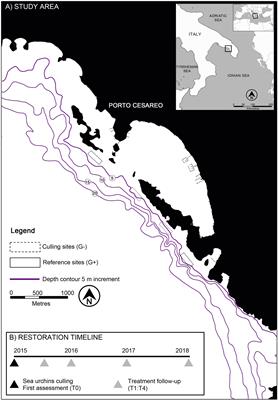 Large-Scale Sea Urchin Culling Drives the Reduction of Subtidal Barren Grounds in the Mediterranean Sea